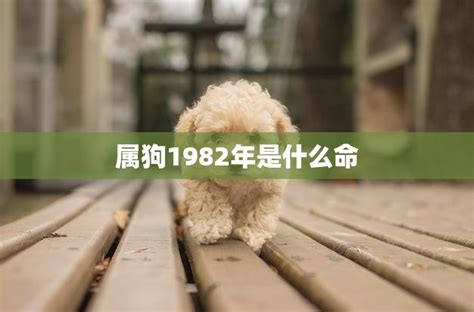 1982年是什么年|1982年出生属什么生肖 1982年属狗是什么命